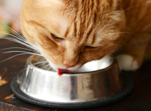 Cat drinking from water dish