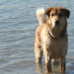 Dog2