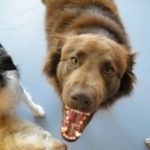 Dog3