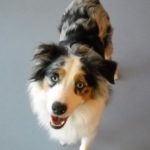 Dog4