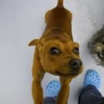 Dog5