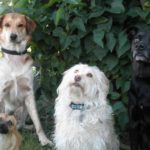 Dogs